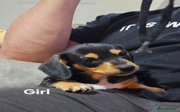 Miniature Dachshund dogs for sale: Ready boy or girl Black and tan smooth Dachshund's - Image 2