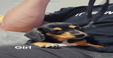 Miniature Dachshund dogs - Advert 6