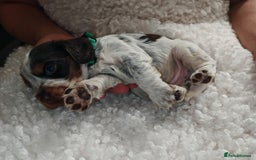 Cocker Spaniel dogs for sale: Kc show cocker spaniel puppies  - Image 22