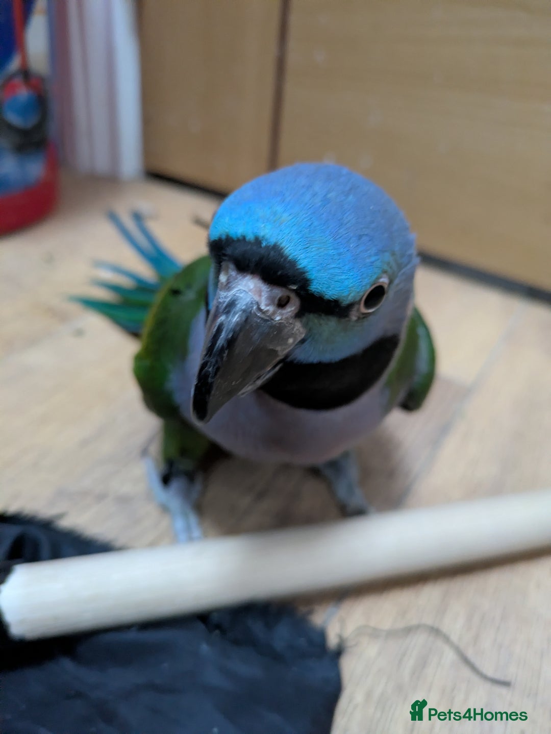 Parakeets birds for sale: Chinese Parakeet Derbyan Parakeet friendly - Advert 28