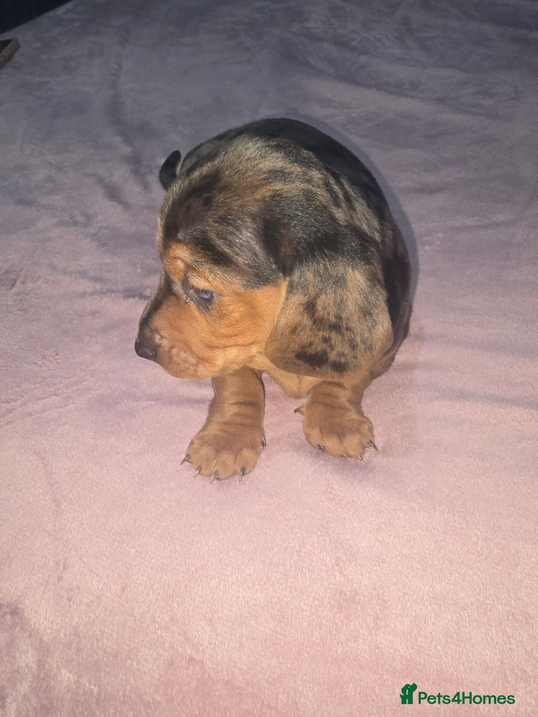 Miniature Dachshund dogs for sale: True to type kc dad home raised both parents here - Advert 11