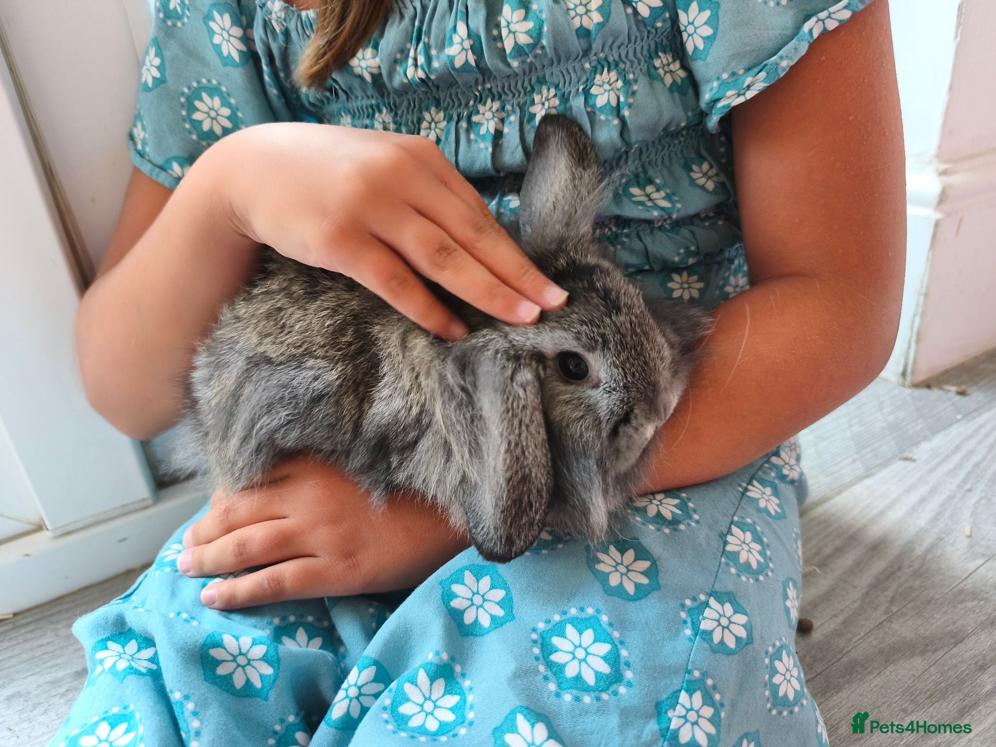 Mini Lop rabbits 1 Grey Boy Ready Now 💙 - Advert 1