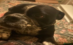 Olde English Bulldogge dogs for sale: Willow (3yrs old) Olde English bulldog  - Image 1