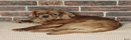 Cavalier King Charles Spaniel dogs for sale: Beautiful boys - Advert 5