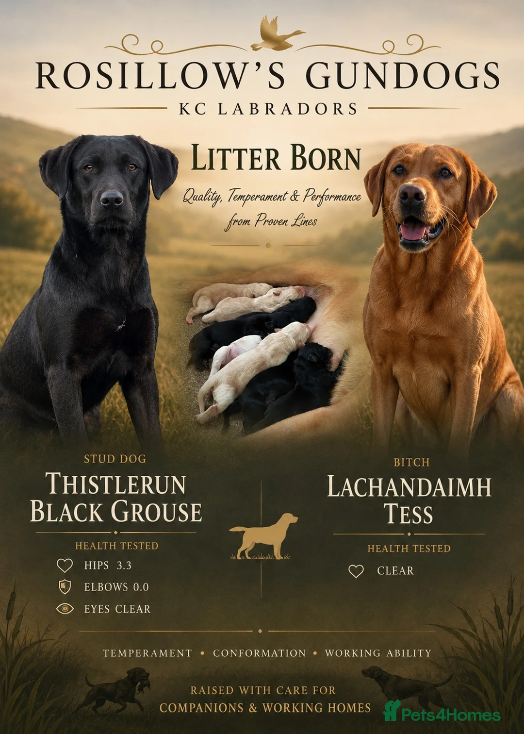 Labrador Retriever dogs for sale: Kc working Labradors  in Pershore - Advert 1