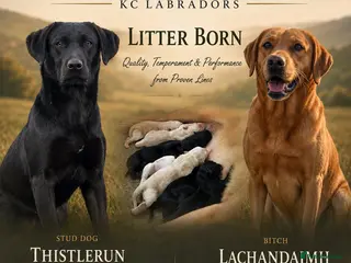Labrador Retriever dogs Kc working Labradors - Advert 4