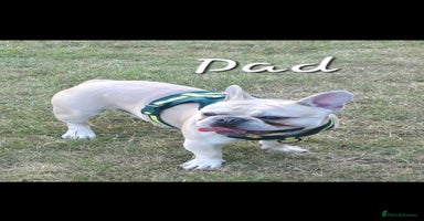 French Bulldog dogs - Advert 7