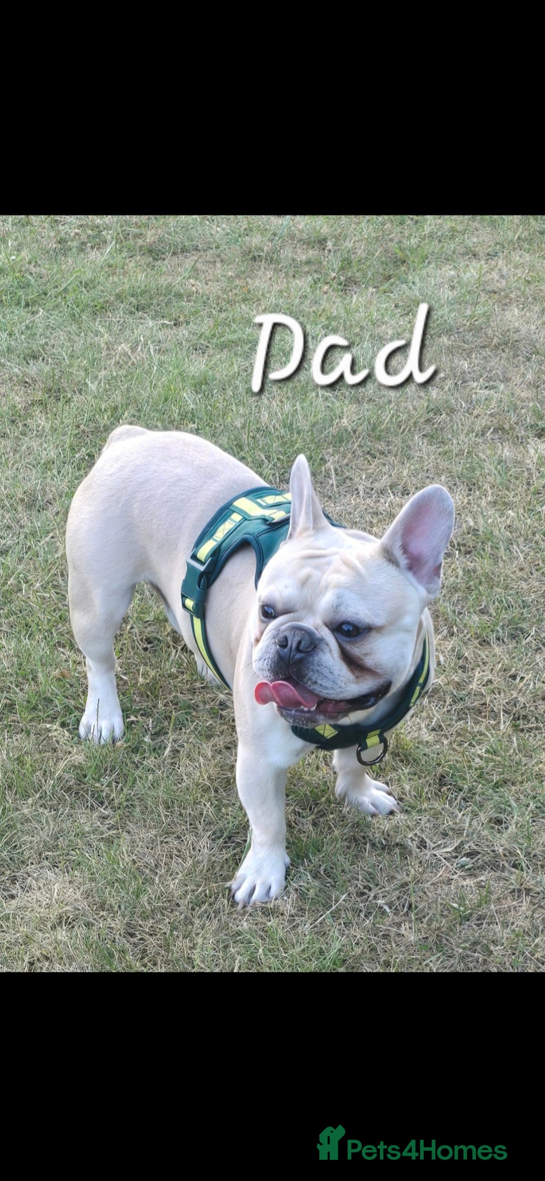 French Bulldog dogs for sale: Beautiful French bulldog puppies - Image 4
