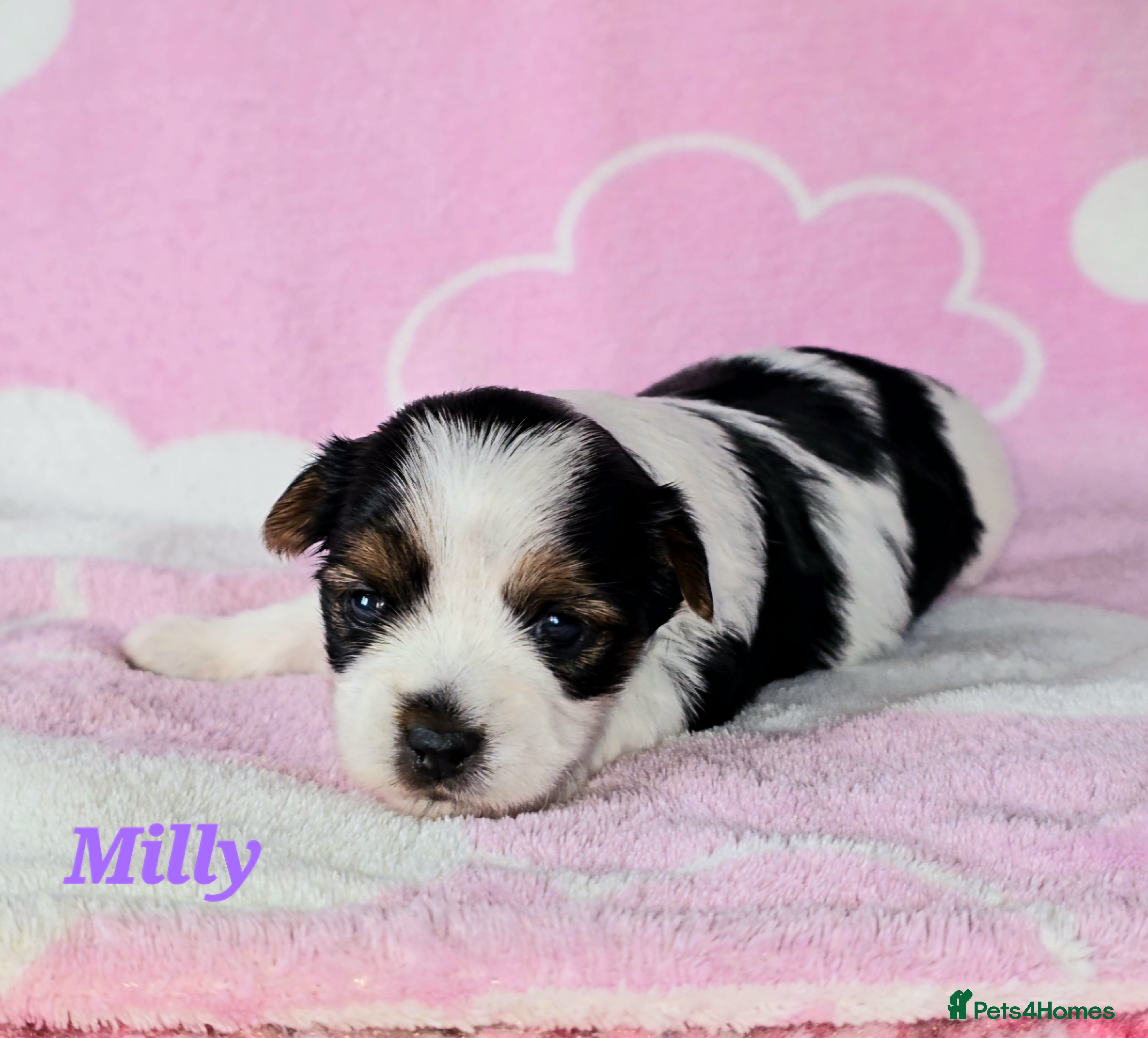 Yorkshire Terrier dogs Beautiful Biewer Terrier 🥰 - Advert 1