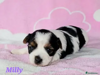 Yorkshire Terrier dogs Beautiful Biewer Terrier 🥰 - Advert 6