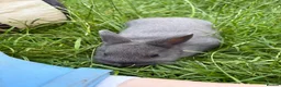 Netherland Dwarf rabbits for sale: Pure Netherland dwarf   - Advert 5