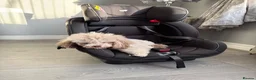 Cavapoo dogs for sale: F1BB tiny Cavapoo puppies  - Advert 7