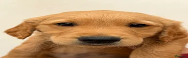 Golden Retriever Puppy 5