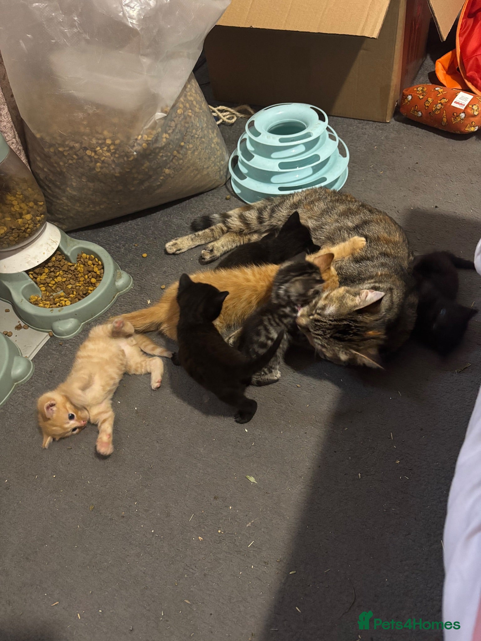 Mixed Breed cats Fluffy kittens ready now - Advert 2