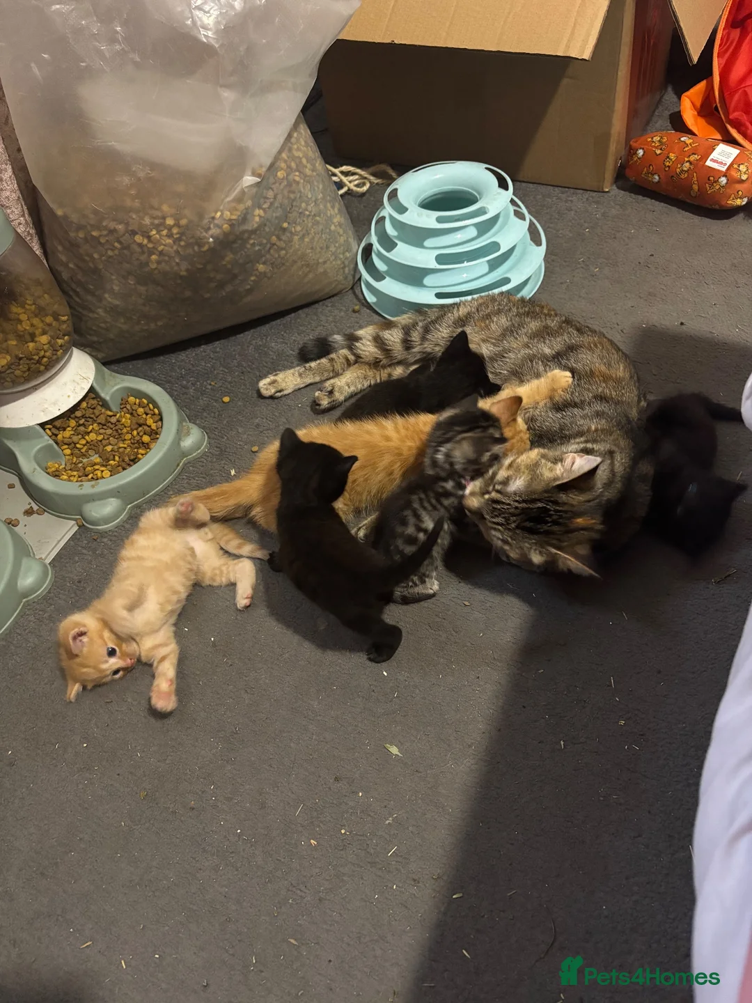 Mixed Breed cats for sale: Fluffy kittens ready now - Advert 2