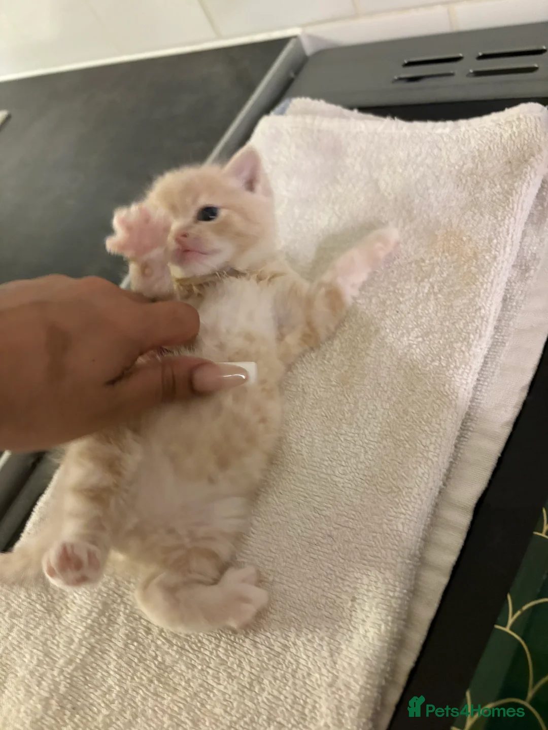 Mixed Breed cats for sale: Small kitten  in London - Advert 2