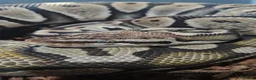 Python Snake reptiles for sale: Pastel female ball python proven breeder  - Advert 2
