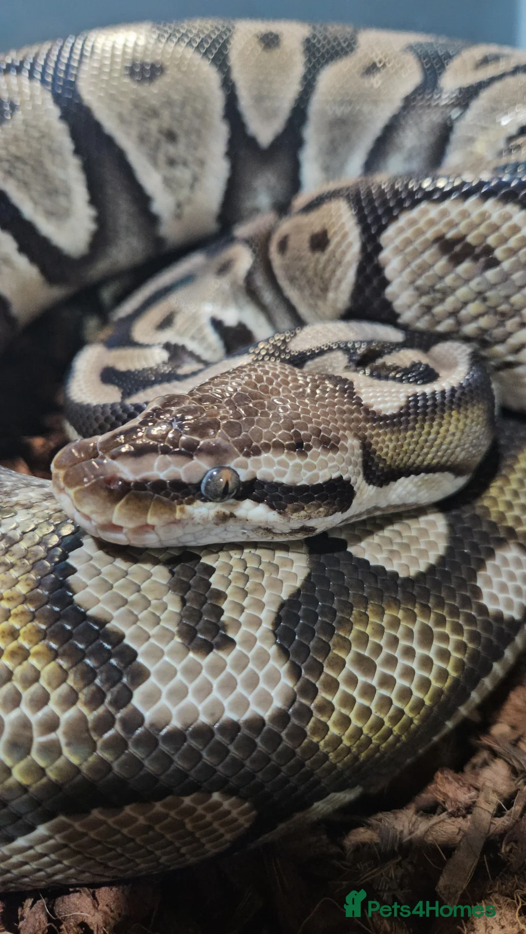 Python Snake reptiles for sale: Pastel female ball python proven breeder  - Advert 2