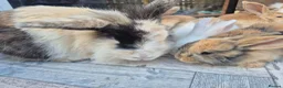 Mixed Breed rabbits for sale: REDUCED! Last boy!  - Advert 5