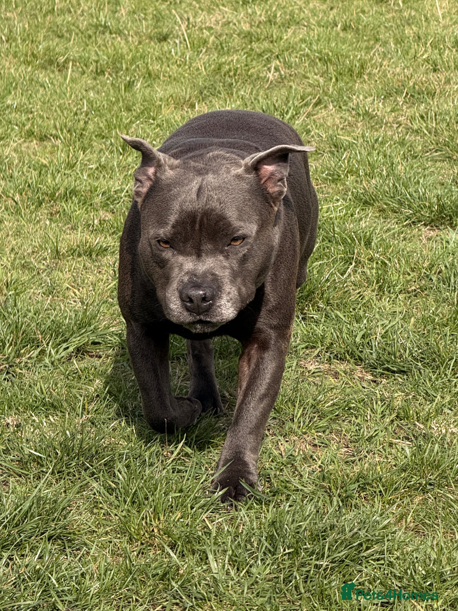 Staffordshire Bull Terrier dogs Amazing litter of staffy pups  - Advert 2