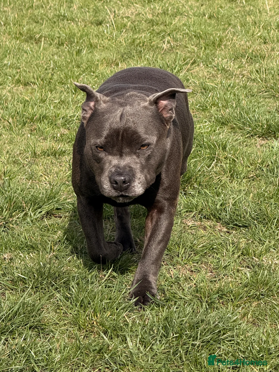 Staffordshire Bull Terrier dogs for sale: Amazing litter of staffy pups  in Nuneaton - Advert 2