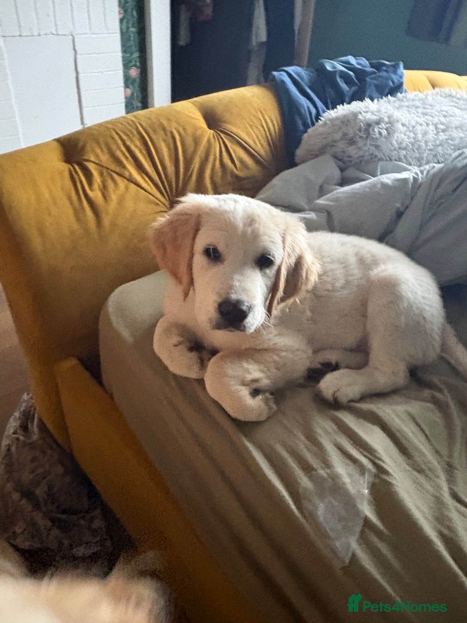 Golden Retriever dogs Beautiful Golden Retriever Puppies for Sale - Advert 4