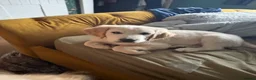 Golden Retriever dogs for sale: Beautiful Golden Retriever Puppies for Sale - Advert 1