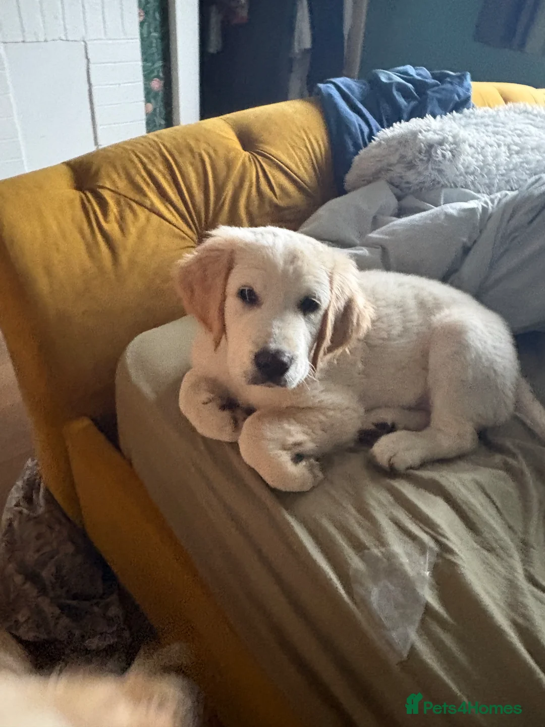Golden Retriever dogs for sale: Beautiful Golden Retriever Puppies for Sale - Advert 1