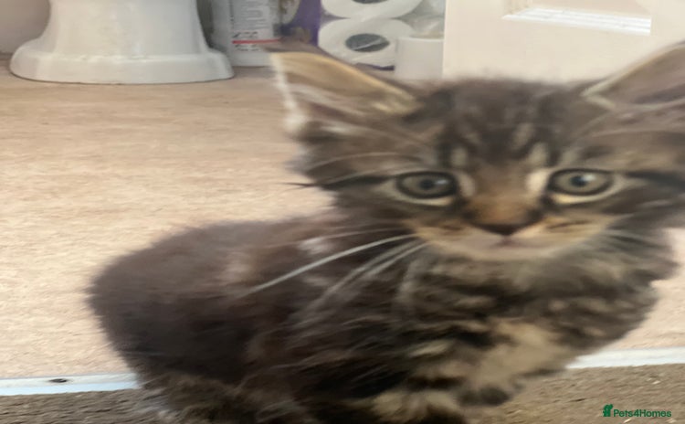 Maine Coon cats - Advert 16