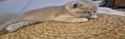 British Shorthair cats for sale: The Tik Tok Party kittens  in Holsworthy - Advert 19