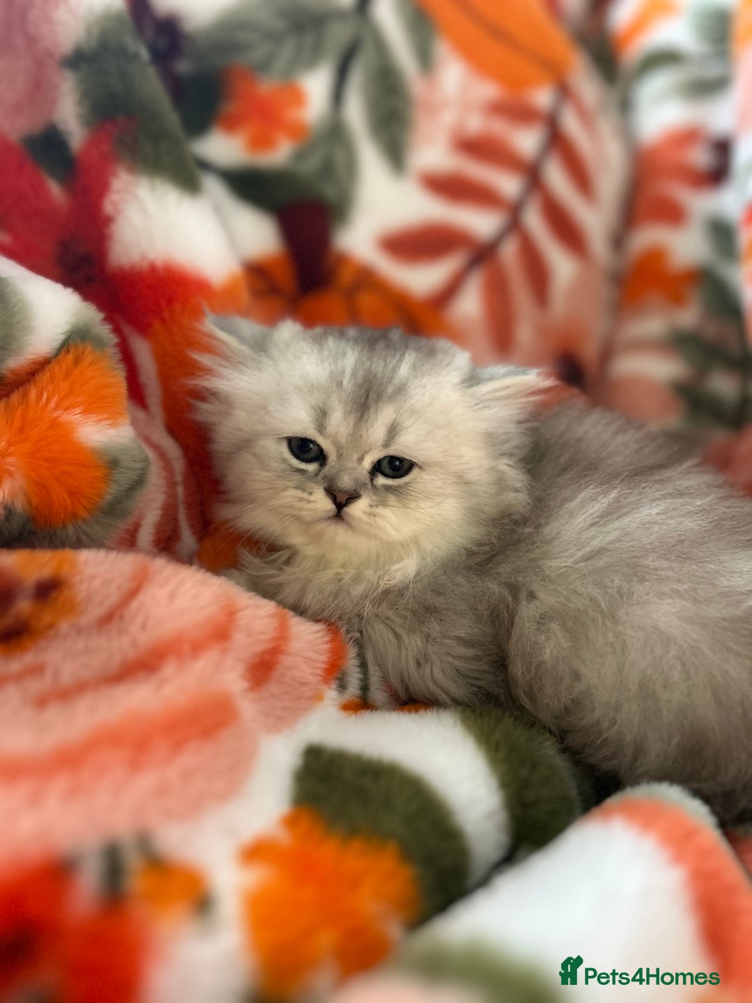 Scottish Fold cats for sale: Now Taking Reservations Scottish Straight  - Image 10