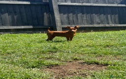 Miniature Pinscher dogs for sale: PURE 100% Miniature Pinscher , KC-reg, DNA tested in Manchester - Image 5