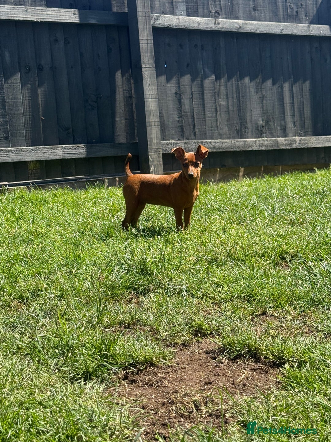Miniature Pinscher dogs for sale: PURE 100% Miniature Pinscher , KC-reg, DNA tested in Manchester - Image 5