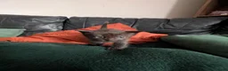 Mixed Breed cats for sale: Tortie, Ginger & Black Kittens for sale Leicester - Advert 14