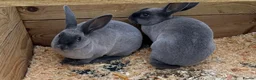 Rex rabbits for sale: Two blue baby Rex girls - Advert 1