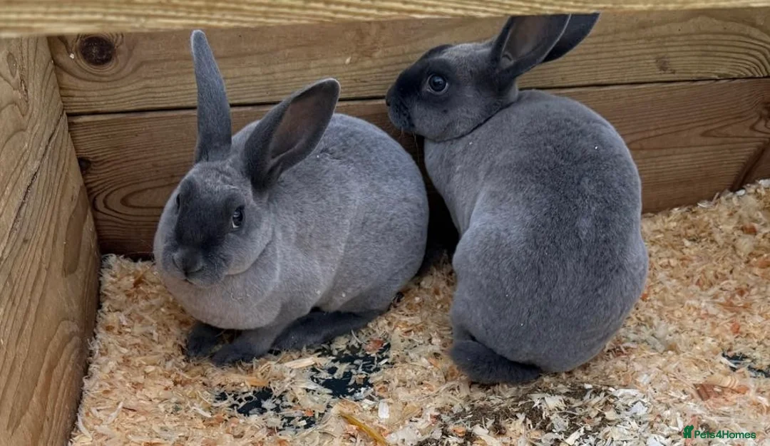 Rex rabbits for sale: Two blue baby Rex girls - Advert 1