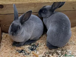 Rex rabbits Two blue baby Rex girls - Advert 13