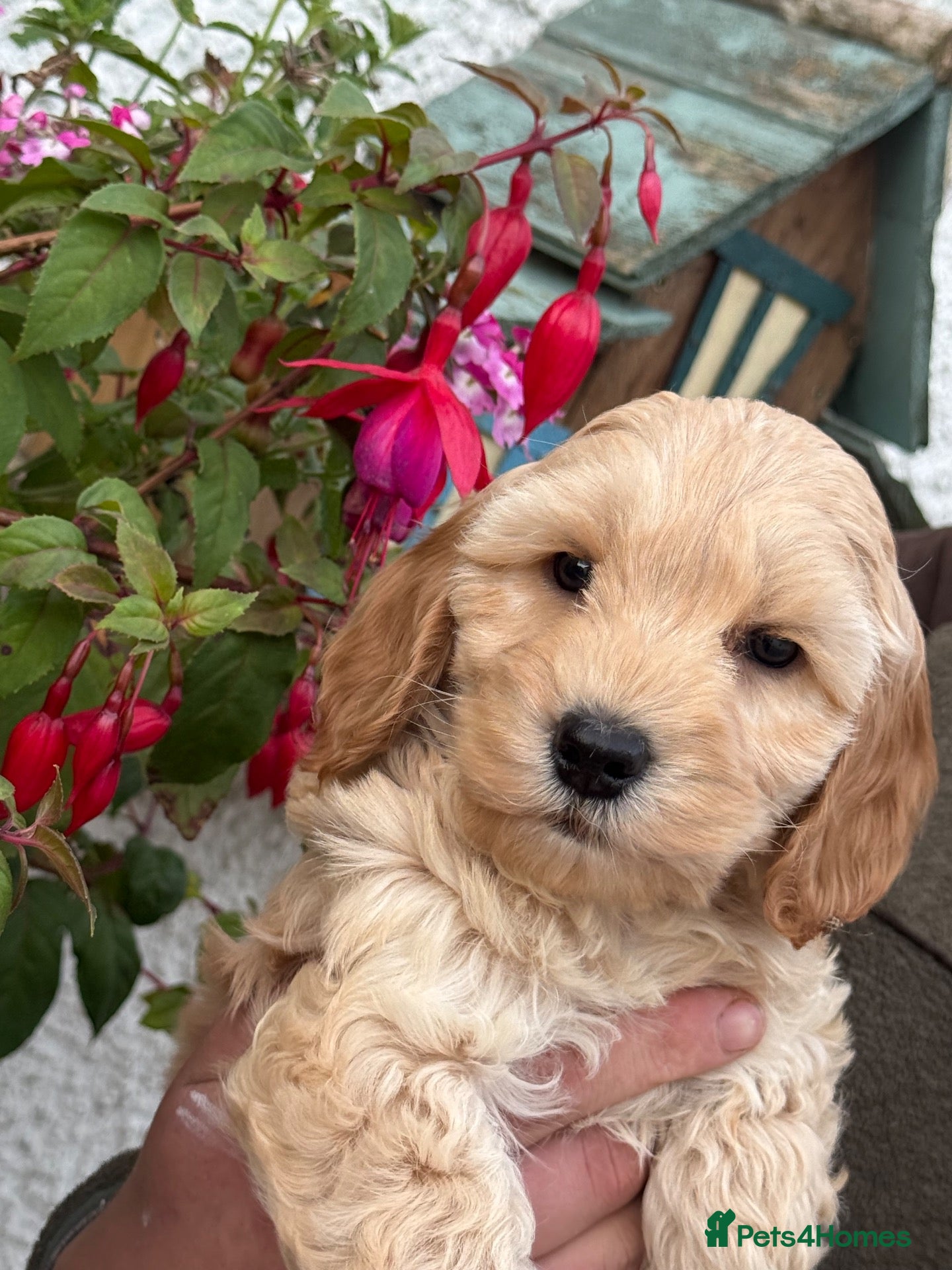 Cockapoo dogs READY NOW  F1B Cockapoos by Licensed Breeder - Advert 2
