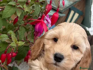 Cockapoo dogs READY NOW F1B Cockapoos by Licensed Breeder - Advert 2