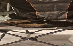 Scottish Fold cats for sale: Cappuccino Scottish fold-Reluctant sale - Advert 6