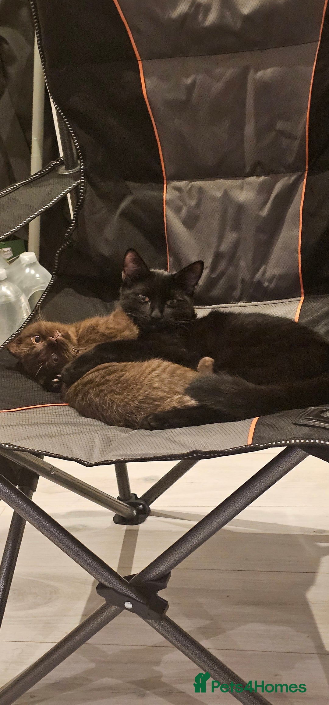 Scottish Fold cats for sale: Cappuccino Scottish fold-Reluctant sale - Advert 6