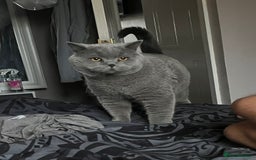 British Shorthair cats for sale: British blue BSH  - Image 19