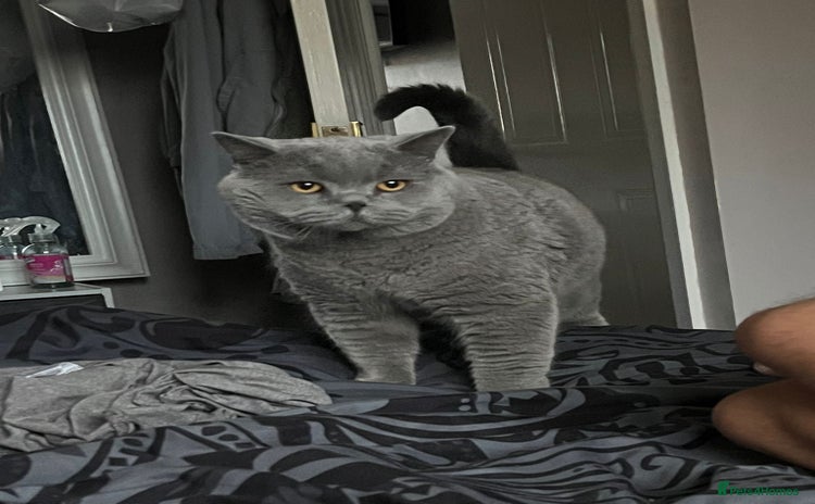 British Shorthair cats - Advert 16