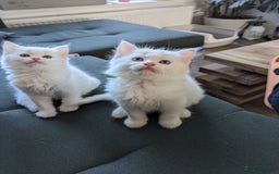 Ragdoll cats for sale: Ragdoll kittens - Advert 3