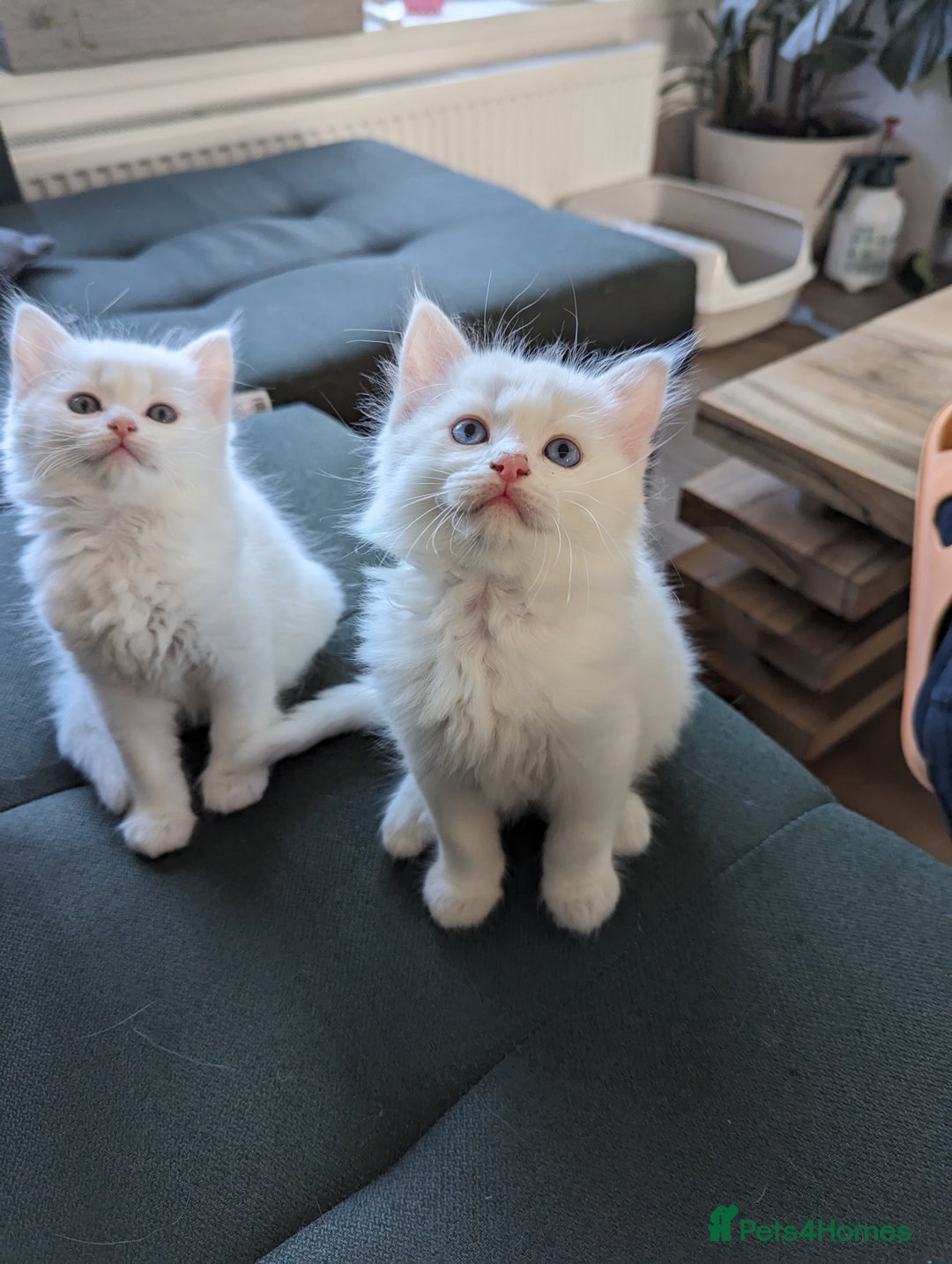 Ragdoll cats for sale: Ragdoll kittens - Advert 3