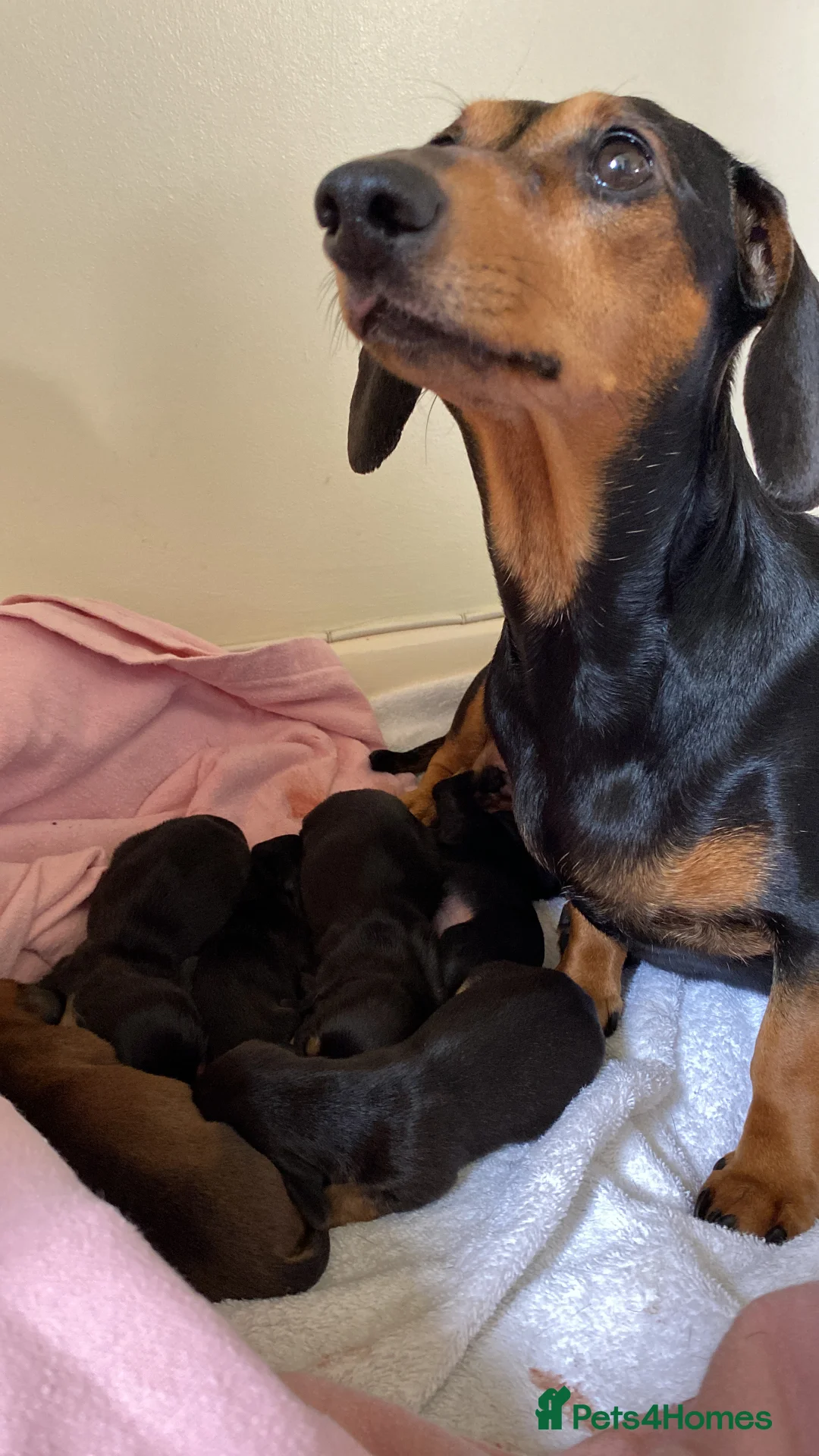 Miniature Dachshund dogs for sale: Beautiful mini dachshund puppies - Advert 3