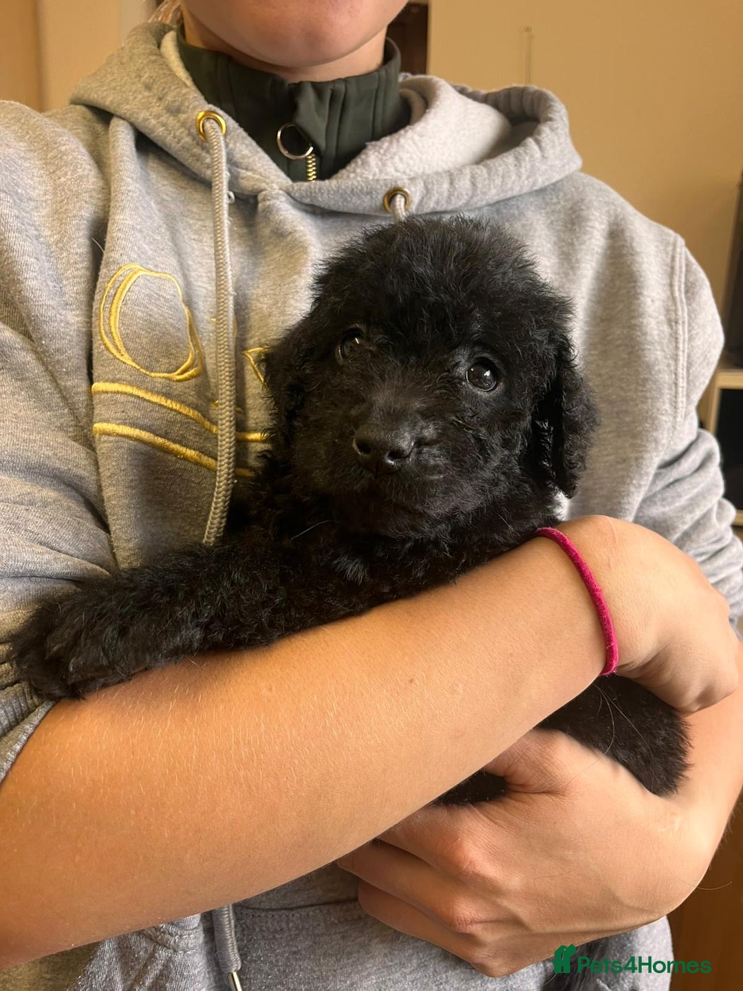 Labradoodle dogs for sale: Gorgeous labradoodle puppies  - Image 10