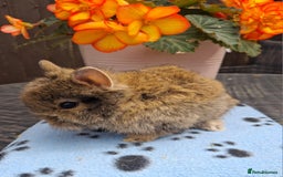 Mixed Breed rabbits for sale: Beautiful baby rabbits for sale - Image 3