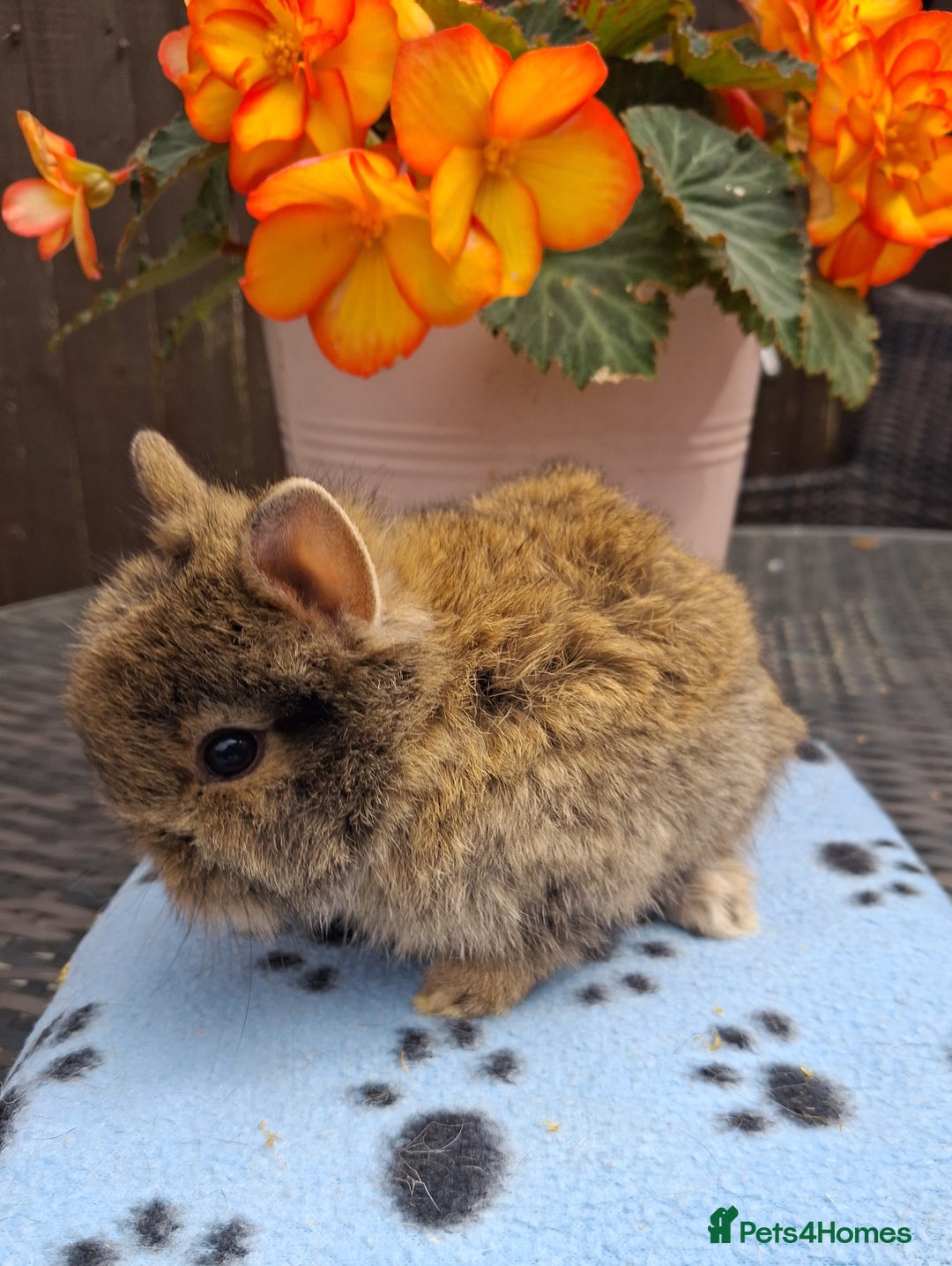 Mixed Breed rabbits for sale: Beautiful baby rabbits for sale - Image 3