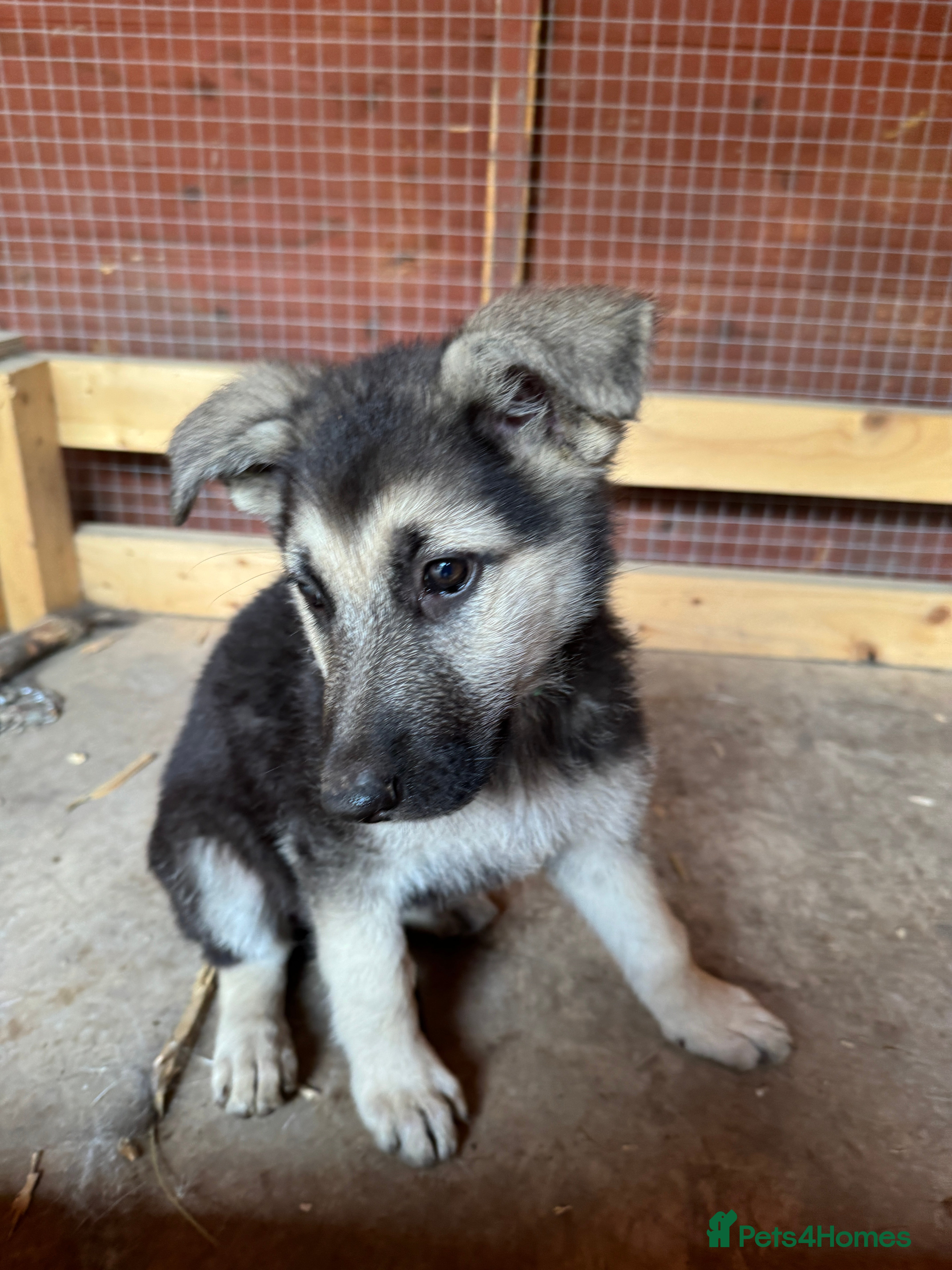 German Shepherd dogs Top blood line German Shpherd Puppies GSD KC REG - Advert 2